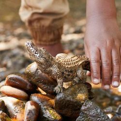 Schleich Krokodil 14736