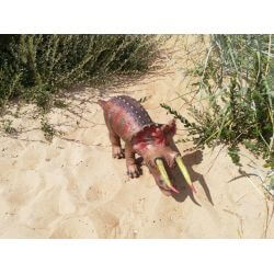 Dinosaurie Triceratops Naturgummi - 92 cm